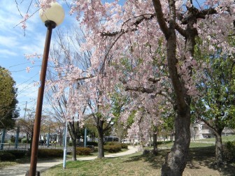 お花見に行ってきました