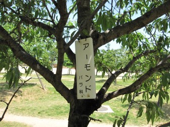 大阪を歩く会ｉｎ長居公園開催