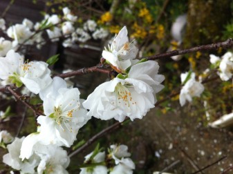 お花見