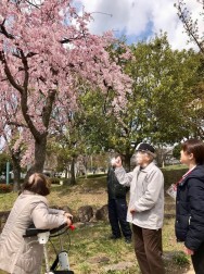 お花見に行ってきました